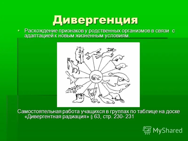 Чем определяется расхождение признаков у родственных групп. Расхождение признаков у родственных организмов. Самая обширная группа родственных организмов. Процесс расхождения признаков у родственных организмов. Адаптация и дивергенция.