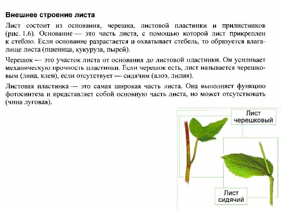 Строение основания листа. Внешнее строение листа функции. строение и функции листьев. внешнее строение листа функции листа. внешнее строение листа описание.
