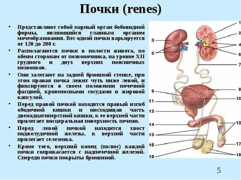 Какой орган является. Анатомия почек кратко. Строение тела почки. Почка части органа.