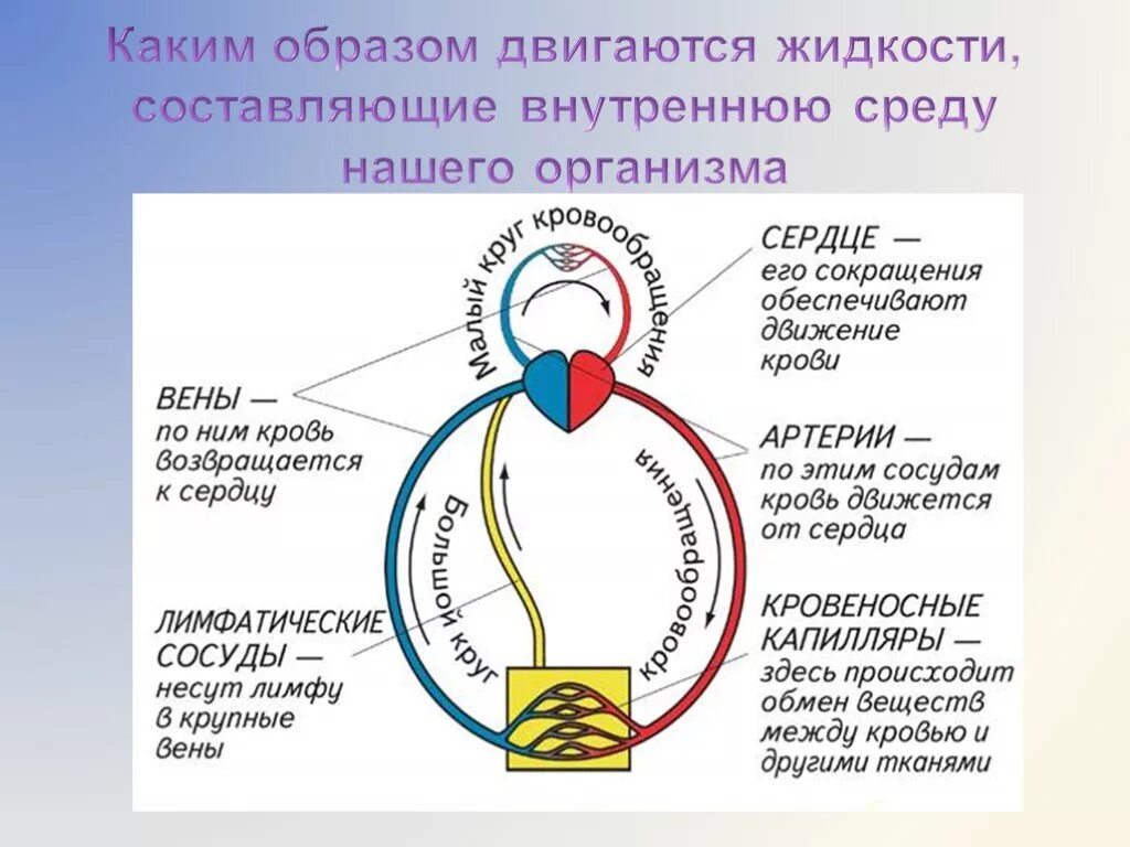 Круги кровообращения 8 класс биология схема. Схема кругов кровообращения у человека 8 класс. Схема большого и малого круга кровообращения 8 класс биология. Большой и малый круг кровообращения. Сердце и кровообращение 8 класс