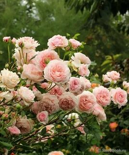 Will rose