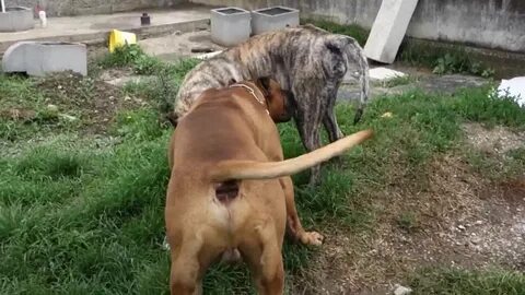 Dog mating