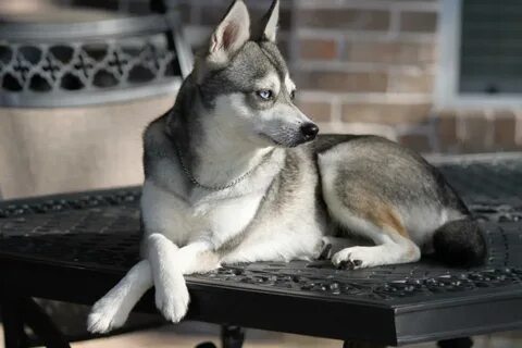 Мини хаски