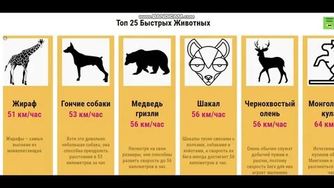 Скорость медведя при беге км ч максимальная