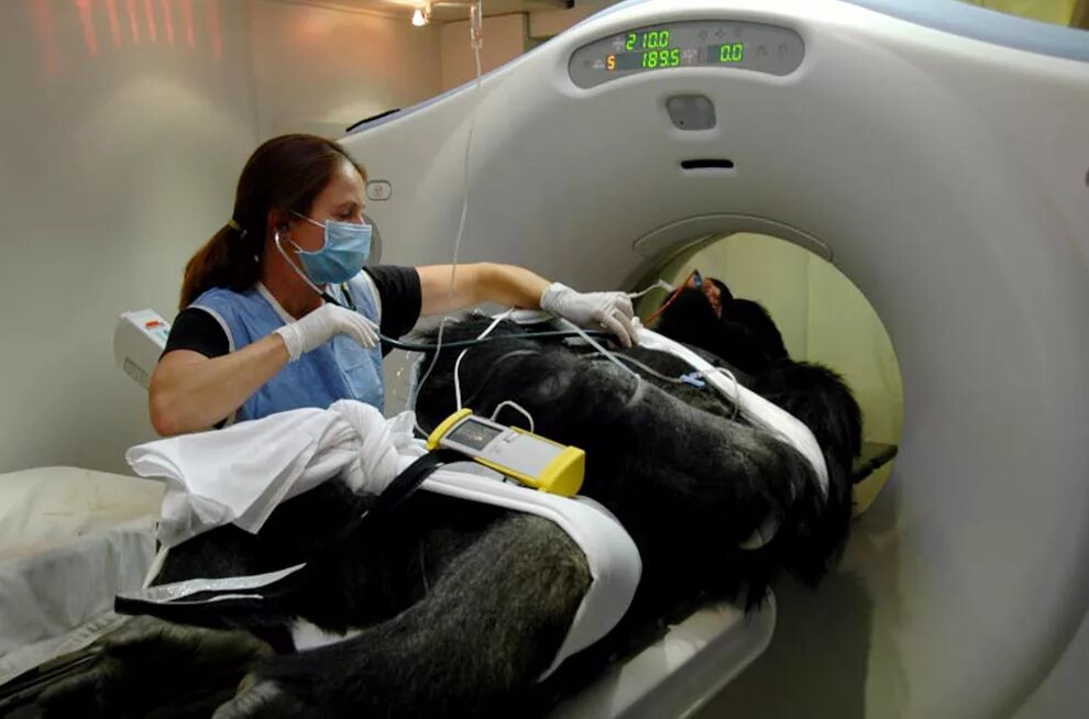 Мрт мозга собаке. Компьютерная томография животных. Компьютерный томограф для животных. Мрт для животных. Кт для животных.
