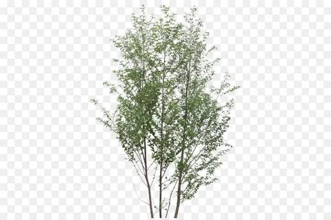 Ветки кустов