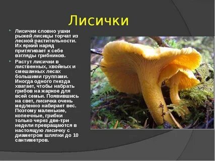 Лисички доклад