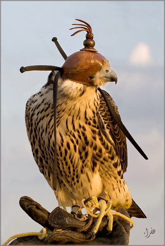 Сокол в небе фото. Камчатский кречет птица. Соколенок птенец. Алтайский сокол балобан. Кречет дальневосточный.