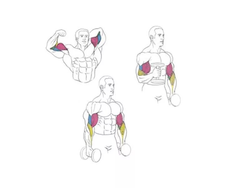Бицепс дома с гантелями. Упражнения для накачки бицепса. Упражнения с гантелями на бицепс и трицепс. Упражнения с гантелей на бицепс и трицепс. Прокачка мышц рук.