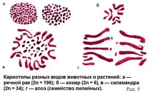 Хромосомы разных животных