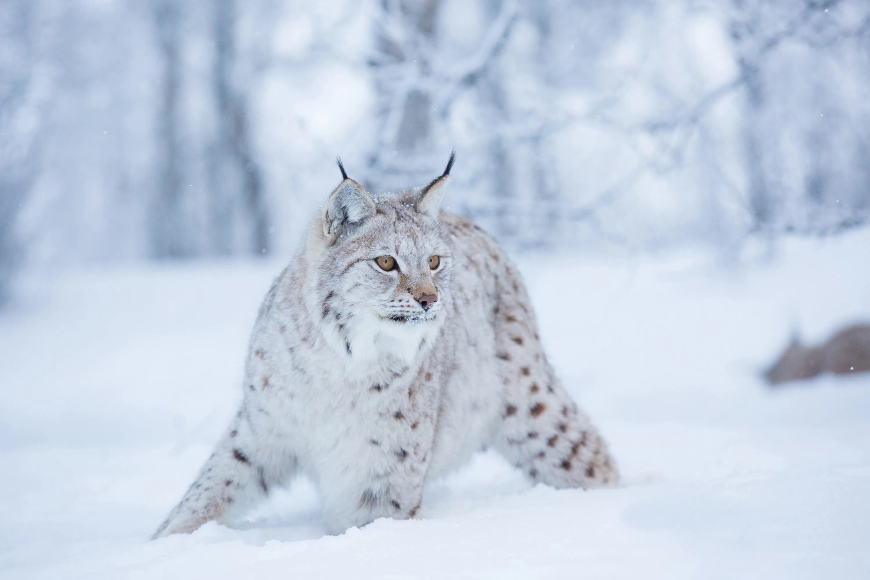 Рысь Таганай. Рысь Линкс. Рысь альбинос. Рысь (Lynx Lynx) в дикой природе.