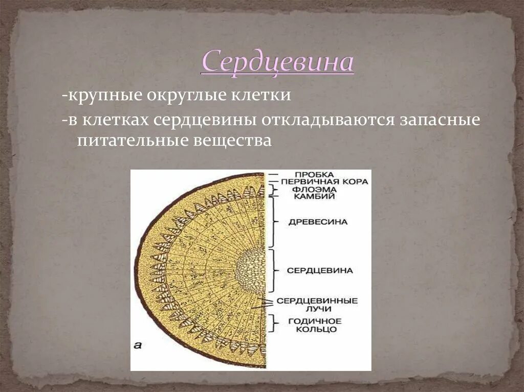 Сердцевина ткань. Строение сердцевины. Ткани и клетки сердцевины. Особенности строения сердцевины