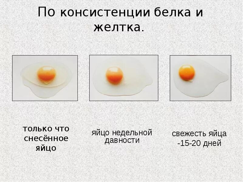 Собакам можно белок или желток
