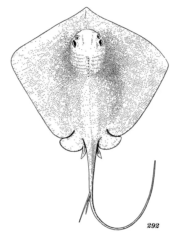 Внешнее строение скатов. Скат хвостокол. Скаты хрящевые рыбы строение. Скат хвостокол строение тела. Скат внутреннее строение анатомия.
