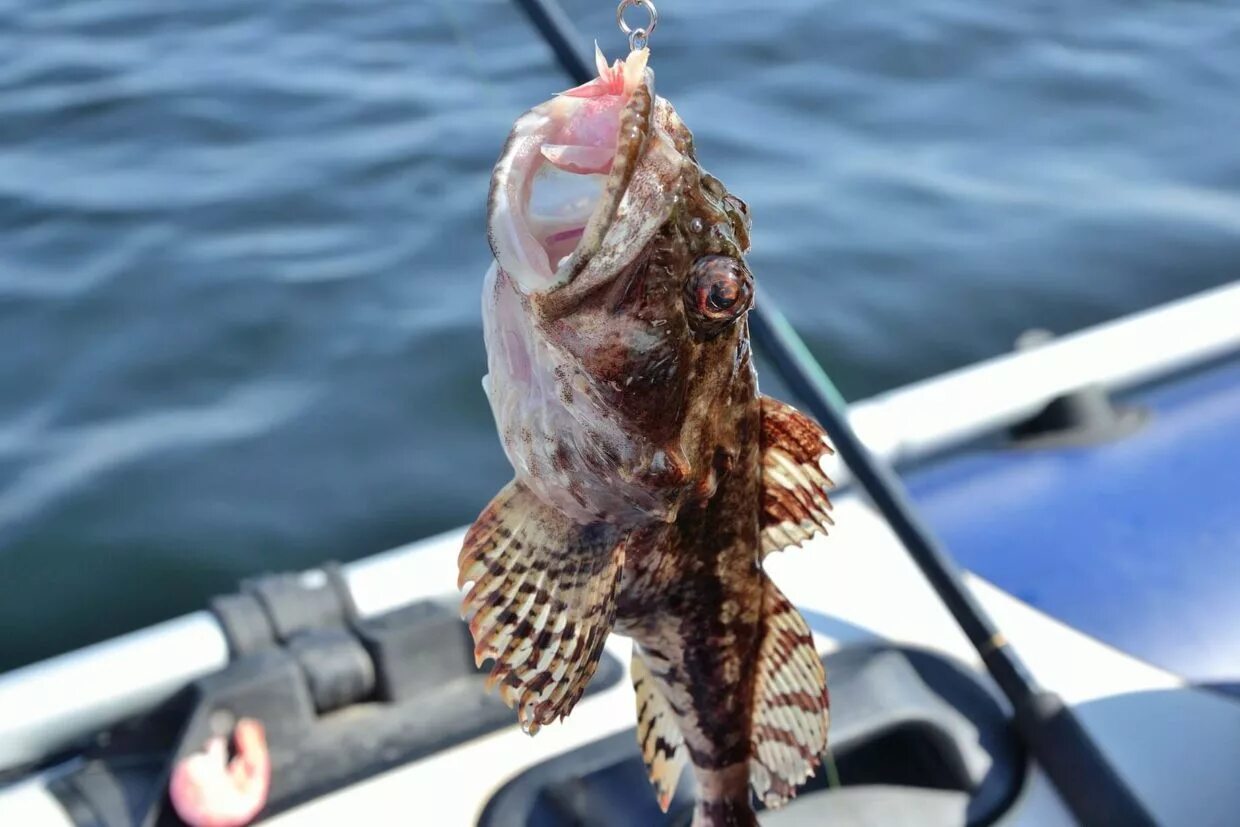 Бычок азовского моря. Морской бычок Азовское море. Бычок рыба морской Черноморский. Бычок рыба морской Азовский. Бычок рыба Азовское море.