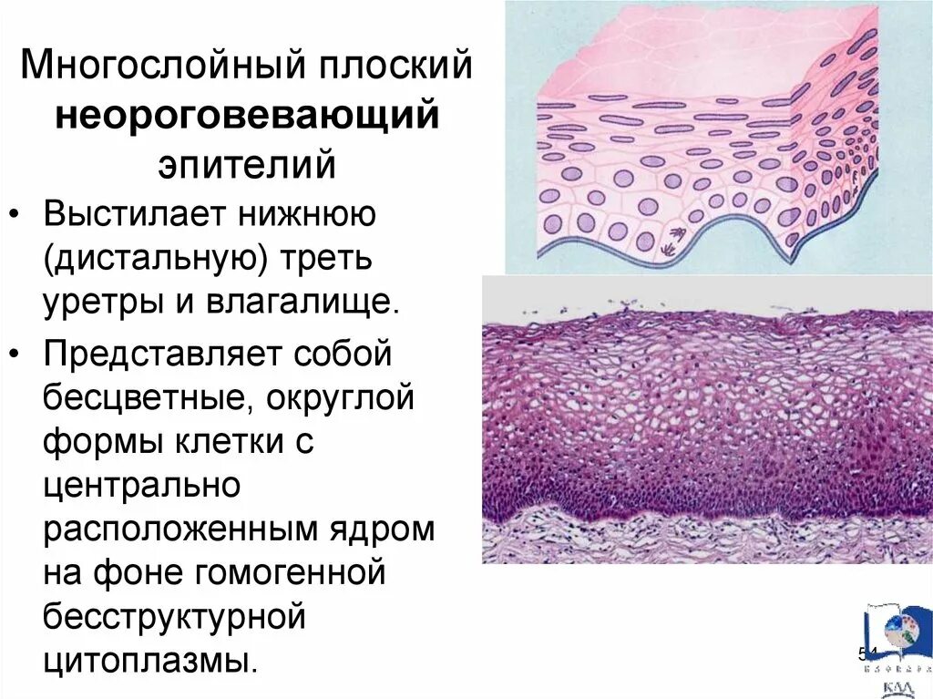 Слои переходного эпителия