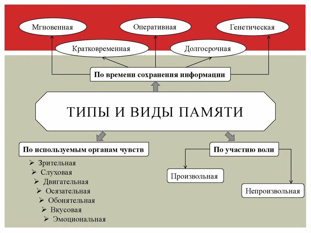 Основные понятия памяти. Процессы памяти в психологии схема. Классификация типов памяти в психологии. Классификация видов памяти схема. Характеристика видов памяти.