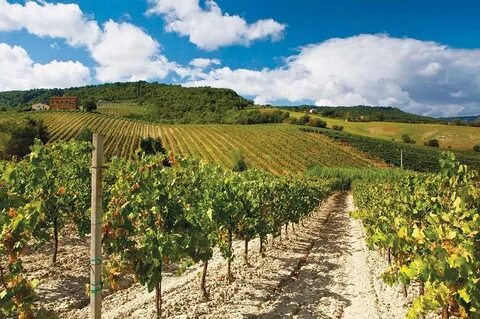 Des vignes
