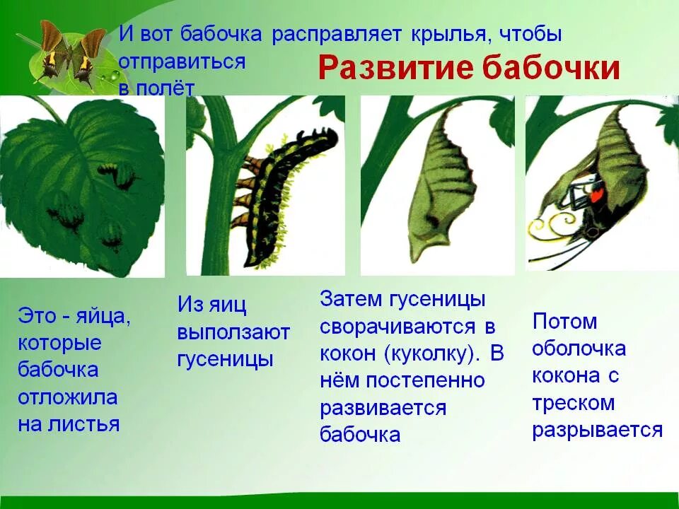 Последовательность капустной белянки. Жизненный цикл гусеницы бабочки. Этапы развития бабочки. Цикл гусеница бабочка. Жизненный цикл бабочки куколки.