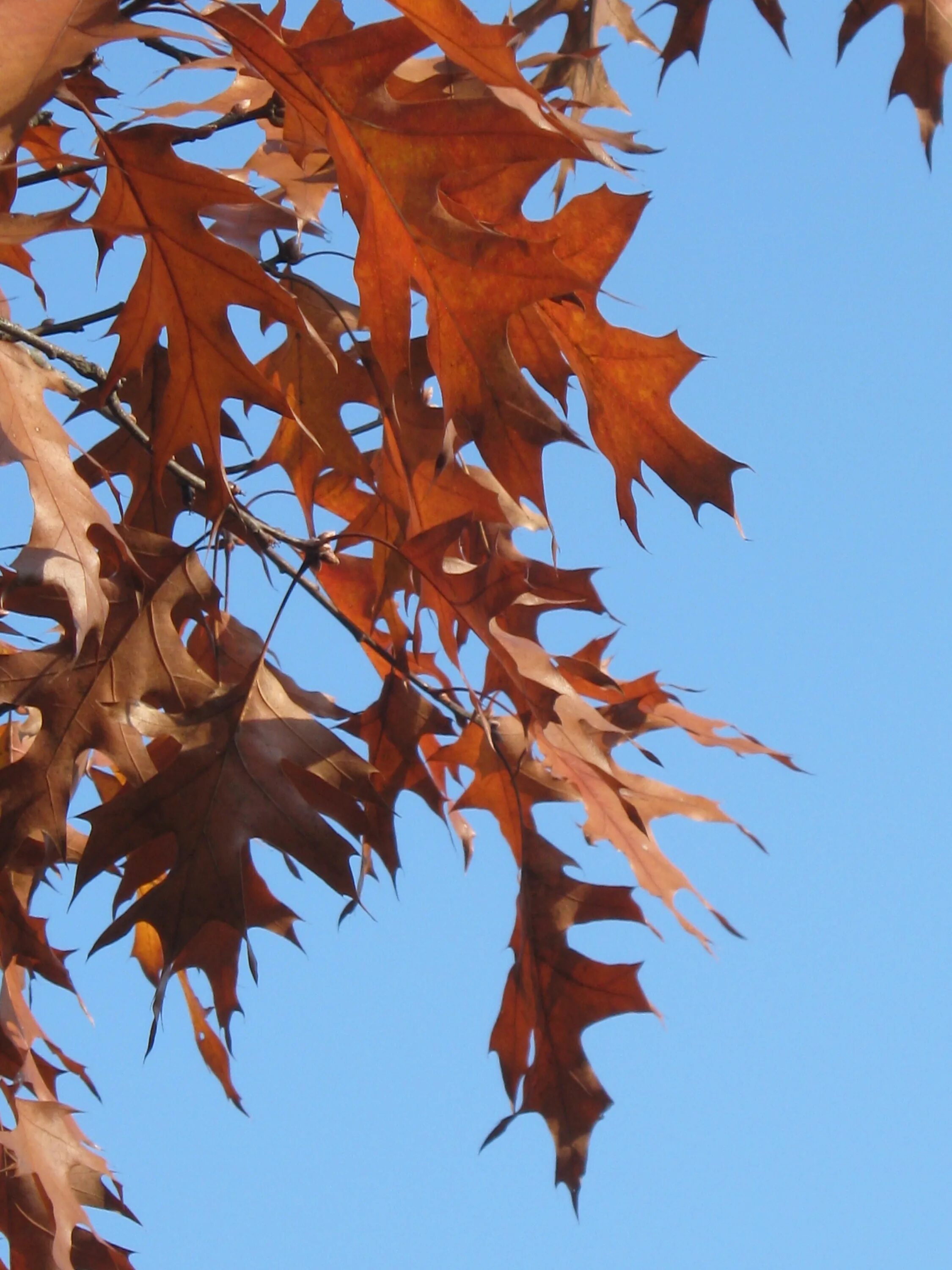 Листья кленов похожие на лапы резко. Канадский кленовый дуб. Дубовидный клен. Клен дерево листья. Дуб красный.