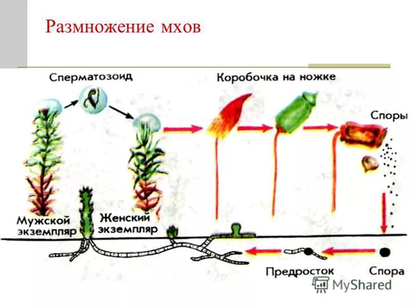 Органы бесполого размножения мхов. Цикл размножения мха Кукушкин лен 6 класс. Половое размножение мхов схема. Размножение мохообразных. Схема полового размножения мхов Кукушкин лён.