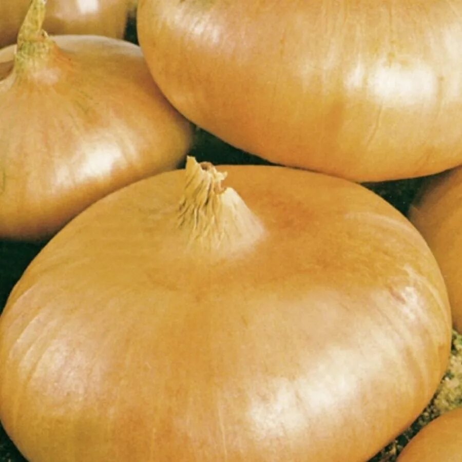 Луковицы мускари. Луковививицы нарцисов. Лук красный ялтинский. Как называется луковица. Видоизменение побегов луковица строение.