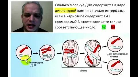 Сколько молекул днк содержит двуядерный кардиомиоцит