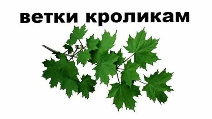 Ветки каких деревьев можно давать. Ветки для кроликов. ветки каких деревьев можно кроликам. ветки клёна кроликам. веточки каких деревьев можно давать кроликам.