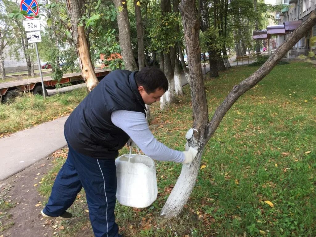 Побелка деревьев в дождь. Субботник побелка деревьев. Побелка деревьев в городе. Известь для деревьев. Известь гашеная для побелки деревьев.