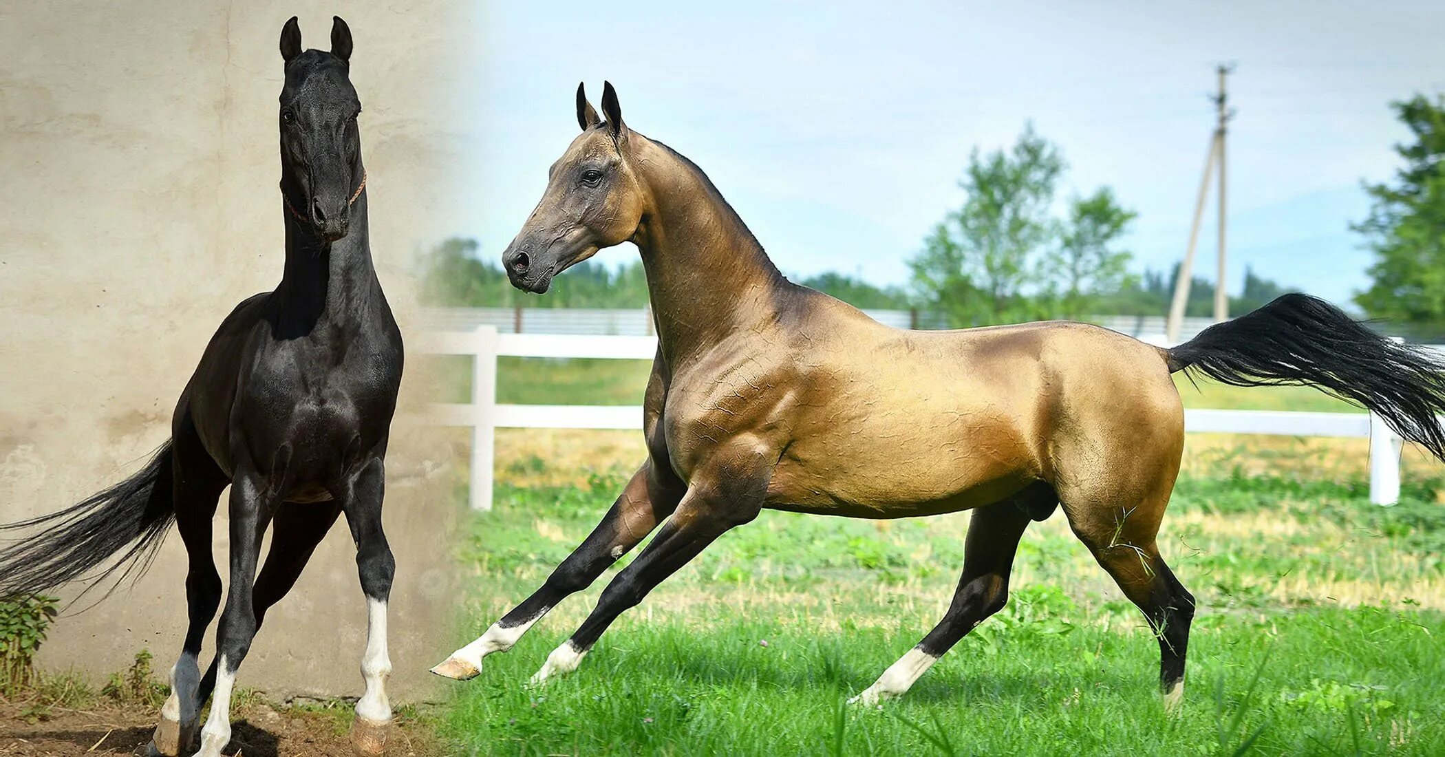 The Akhal-Teke "Golden Horse" of Turkmenistan : Damnthatsinteresting Rare horses