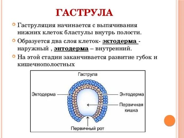 Энтодерма гаструлы гидры. Наружный слой клеток гаструлы это. наружный слой гаструлы образован клетками. энтодерма гаструляция. гаструляция рауберовский слой.