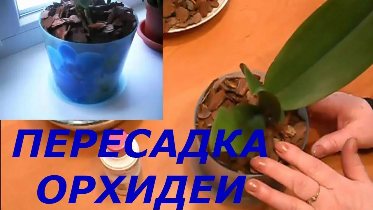 Как надо пересадить орхидею. Пересадить орхидею. пересадка орхидеи фаленопсис. картинки пересадка орхидеи. орхидея для пересадки.