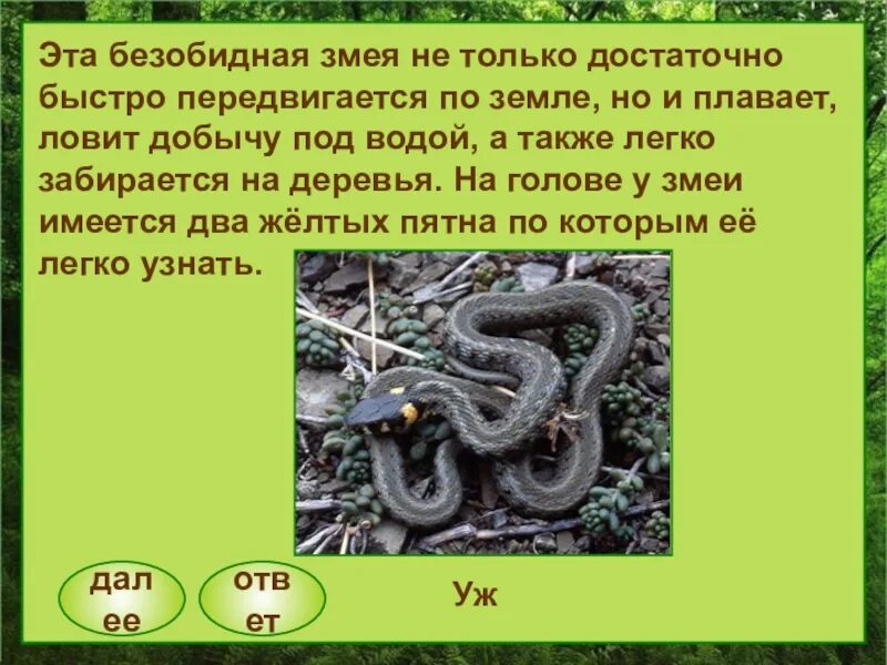 Передвигаются змеи довольно быстро с помощью. Как быстро передвигаются змеи. неядовитые змеи 2 буквы. безобидные виды змей. неядовитая змея 2 буквы для 2.