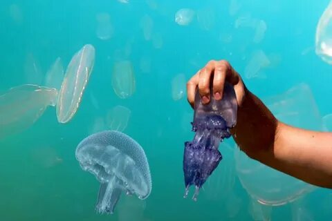 Медузы в черном море у берега