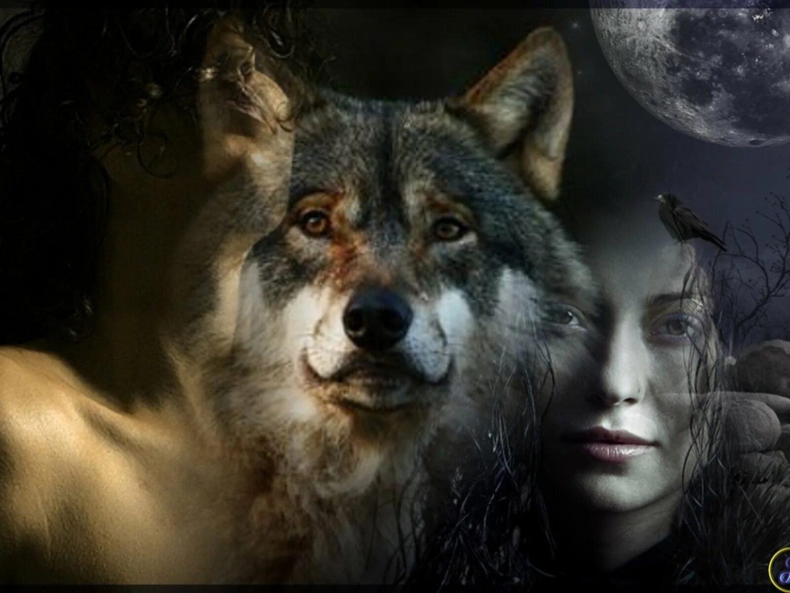 Волчица и девушка. Красивый волк. Фотосессия с волком. Девушка с волком.