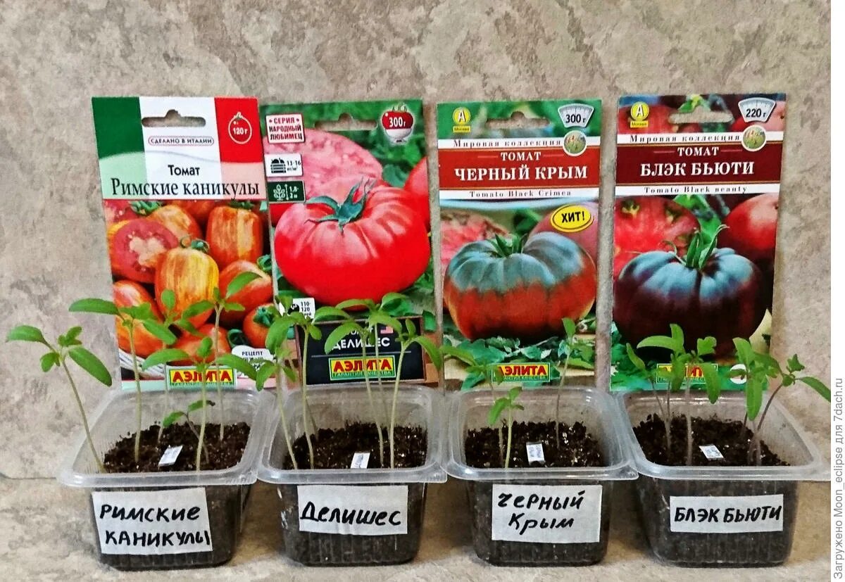 Помидор римские каникулы. Томат рим. Томат римские каникулы. Томаты семенами в открытый грунт. Помидор римские каникулы.