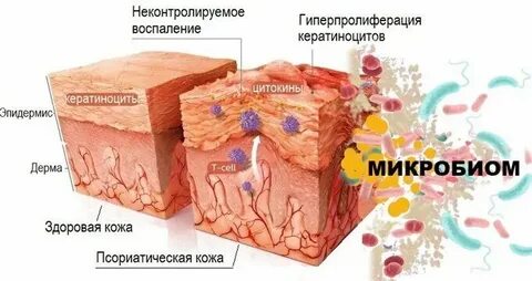 Мозг кишечник кожа