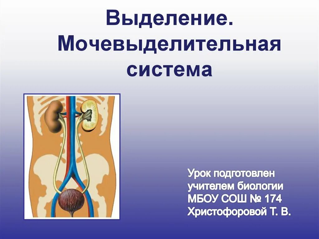 Тест мочевыделительная система 8 класс с ответами