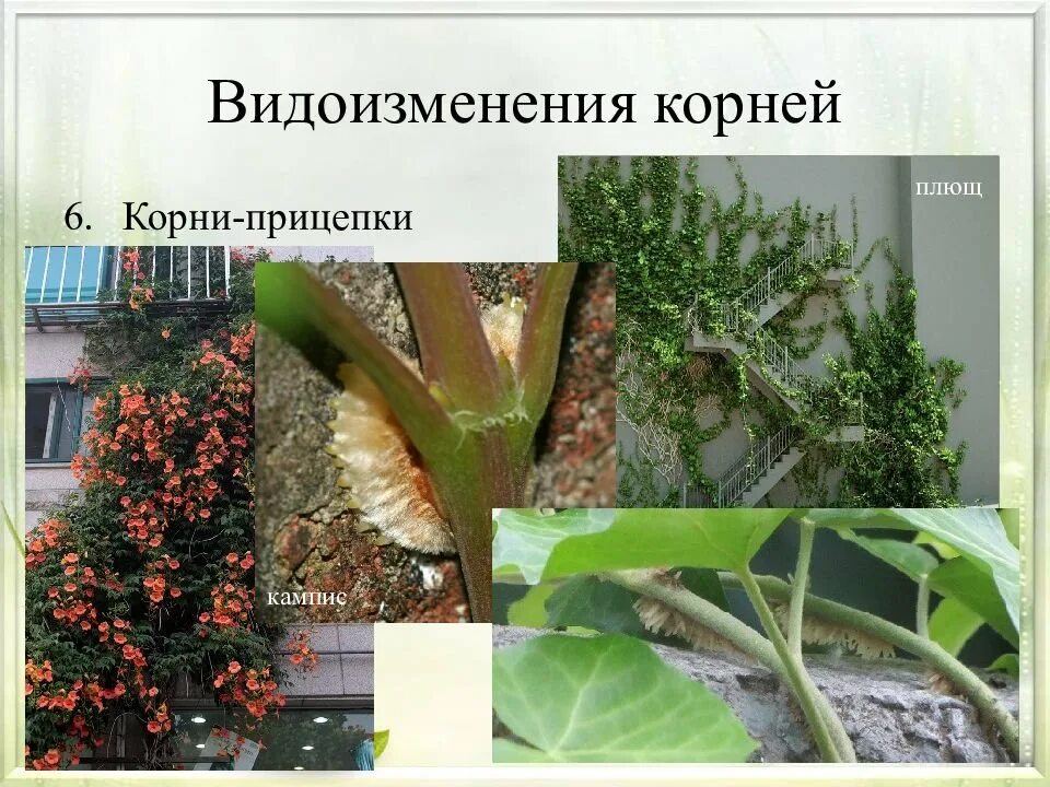 Корни прицепки функции. Корни прицепки плюща. корни прицепки (клубеньки). плющ видоизменение корня. ваниль корни прицепки.