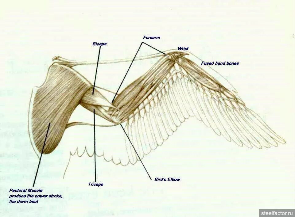 Типы крыльев у птиц. Строение скелета крыла курицы. Строение крыла курицы кости. Анатомия крыла птицы кости. Строение крыла птицы скелет.
