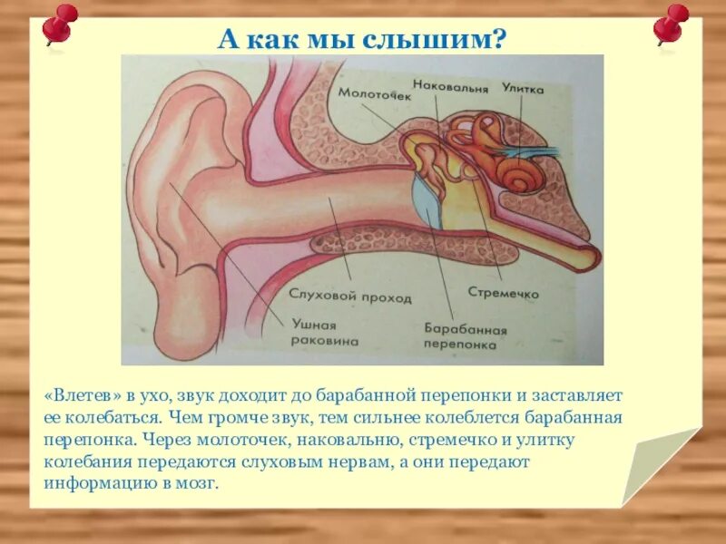 Как мы слышим звук. Строение звука. Как ухо слышит звук. Как понять выражение слышен голос звонкий