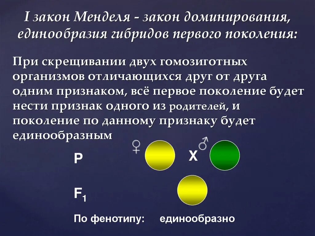 1 Закон Менделя при скрещивании. 1 Закон Менделя закон единообразия гибридов 1 поколения. 1-Й закон Менделя (закон единообразия гибридов первого поколения): …. Закон единообразия 1 закон Менделя.