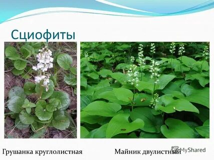 Сциофиты примеры