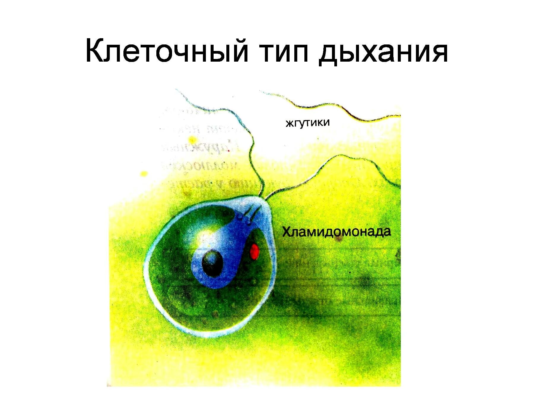 Живые клетки дышат. Клеточное дыхание. Дыхание клетки. Типы дыхания клеток. Клеточное дыхание растений.