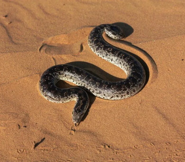 Змея песчаный удавчик. Песчаный удавчик пустыни. Калифорнийский удав (Lichanura trivirgata). Удавчик песчаный (Eryx miliaris). Искушение песчаного змея