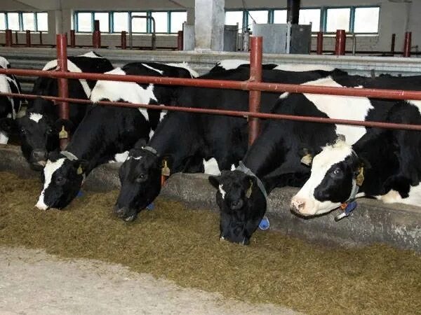 Вологодский сельского хозяйства. Посевная кампания вологда. Апк вологодской области. Растениеводство вологодской области. Вологодский сельского хозяйства.