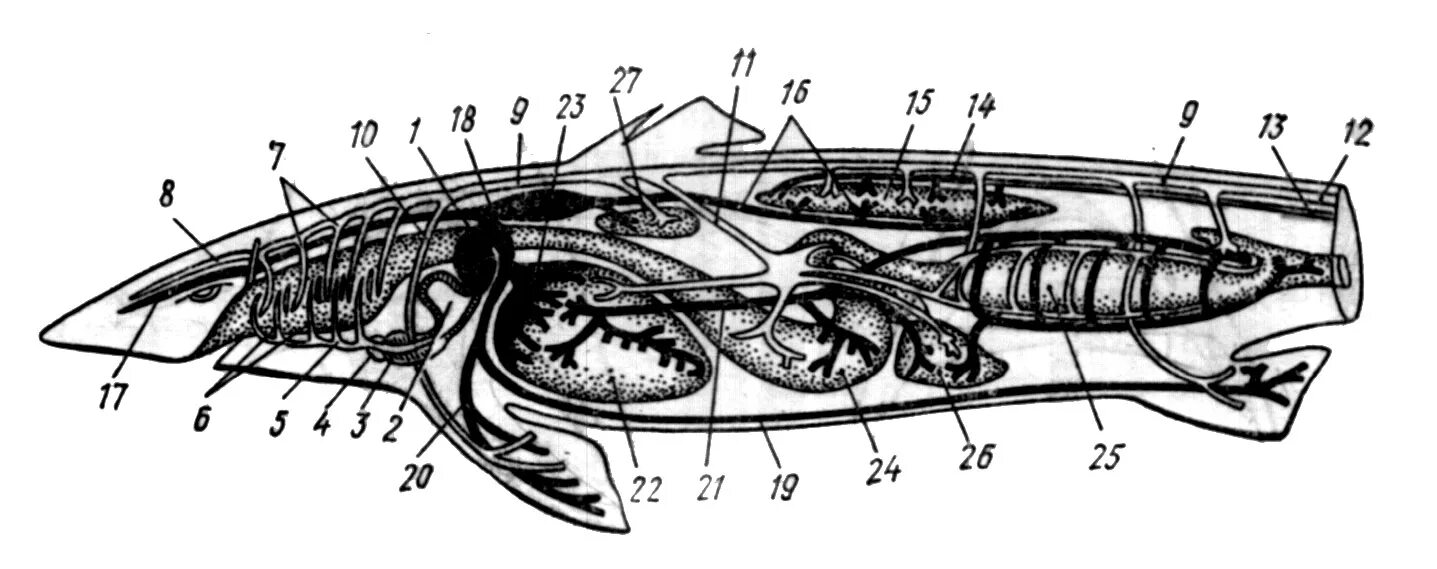 Внутреннее строение хрящевых. Строение выделительной системы акулы. Пищеварительная система хрящевых рыб. Органы выделения хрящевых рыб. Пищеварительная система акулы схема.
