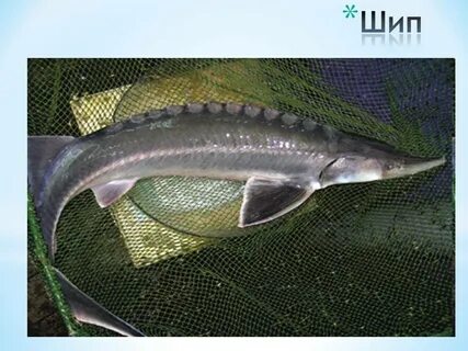 Ценные породы рыб