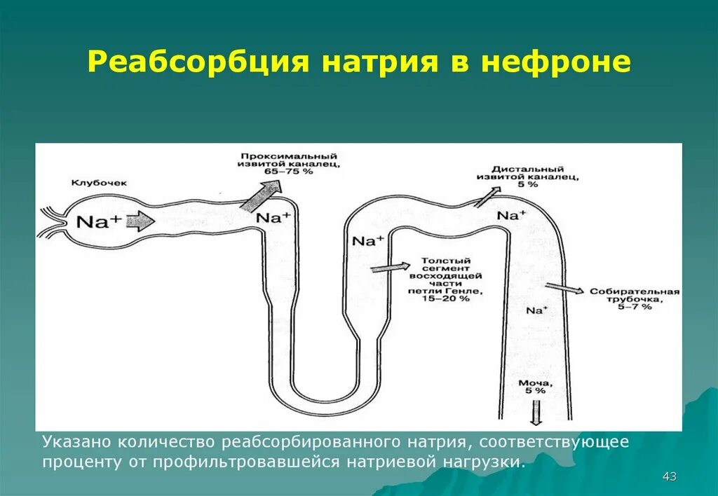 Реабсорбция ионов натрия. Механизм реабсорбции ионов натрия. Реабсорбция хлорида натрия происходит. В дистальных канальцах происходит реабсорбция воды на 18-20.