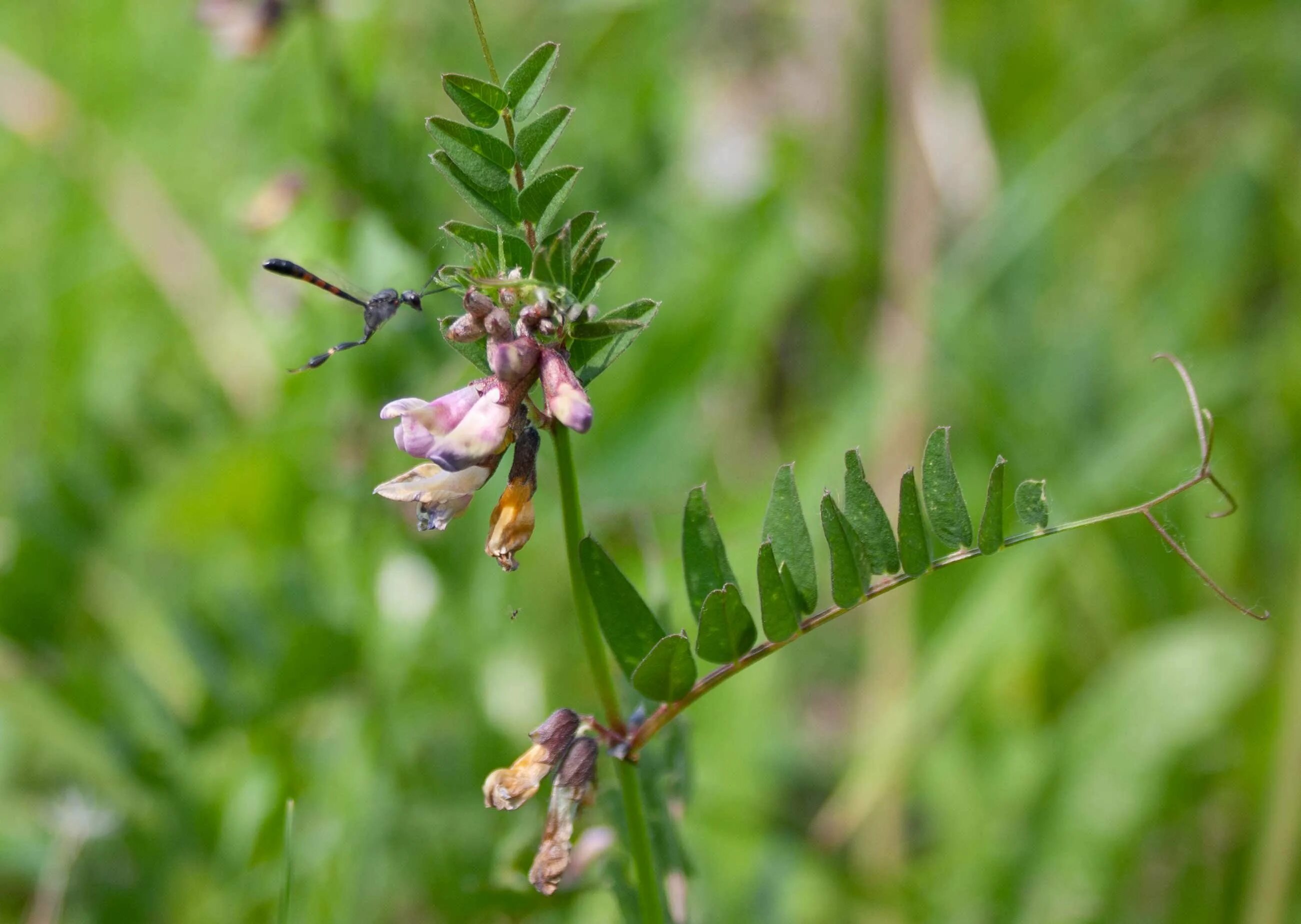 Vicia sepium – горошек заборный. Горошек Вика заборный. Астрагал мышиный горошек. Горошек мышиный (Vicia cracca). Дикий горох